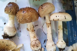 娱乐吃瓜酱毒蘑菇,毒蘑菇事件背后的真相