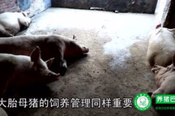 养猪巴巴网,中国养猪业的综合信息平台