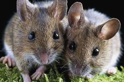 穷人养鼠大法娱乐吃瓜,趣味养鼠，吃瓜乐趣无限