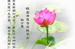关于莲的诗句,古诗词中的荷韵芳华