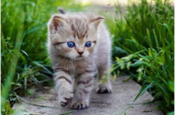 娱乐吃瓜酱营业的猫,揭秘吃瓜酱营业的猫界风云