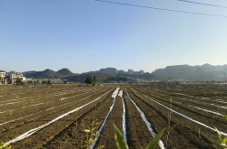 农业标准化种植,迈向高效、绿色、可持续的现代农业之路
